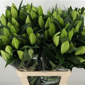 359511700_434147204_H_1-10 Ľalia Li Or Severn White 95 cm