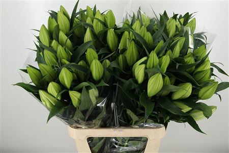 359511700_434147204_H_1-11 Ľalia Li Or Severn White 95 cm