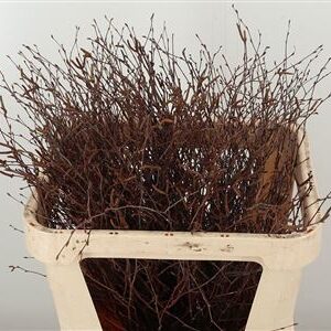 Betula Bs 80 cm