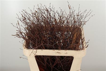 Betula Bs 80 cm