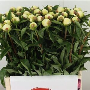 359512213_434148109_H_1-9 Paeonia Duchesse Nemo White
