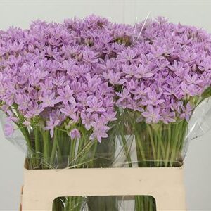 Allium Unifolium Pink