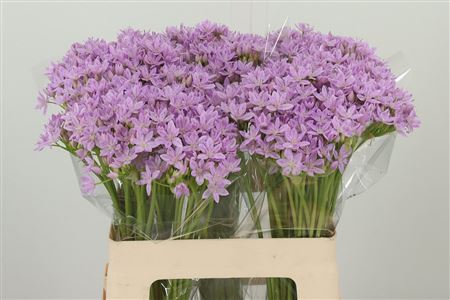 359512868_434149120_H_1-5 Allium Sphaerocephalon 70 cm