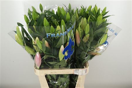 Ľalia Li Or Marlon Pale Pink v jemnom ružovom odtieni