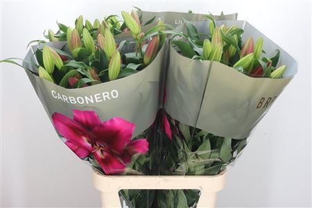 Červená ľalia Li Or Carbonero Red s dĺžkou 100 cm