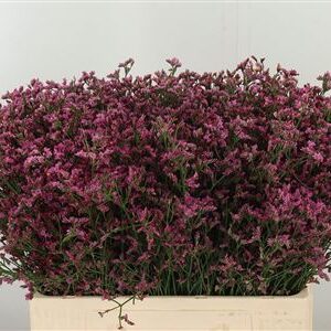 359520256_434157518_H_1-7 Limonium Sin Pinkini s jemnými ružovými súkvetiami