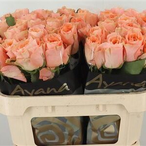 359521068_434159048_H_1-1 R Gr Charming Reeva