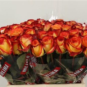 359521084_434159161_H_1-3 Červená ruža Gr Firefox s dĺžkou 40 cm