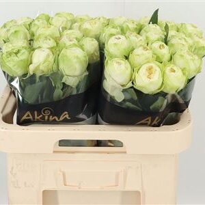 R Gr White Kahala-bb