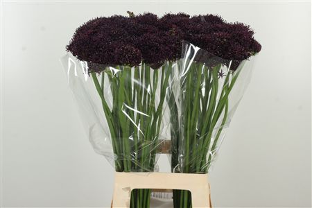359521911_434160878_H_1-2 Allium Sphaerocephalon 70 cm