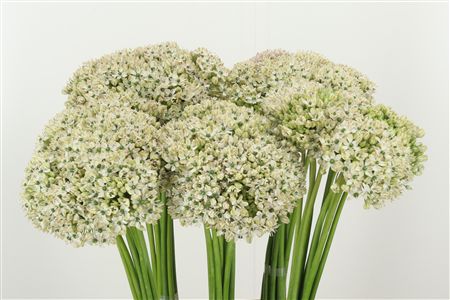 Allium Nigrum White