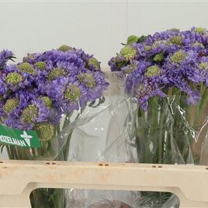 Scabiosa Focal Lavender Scoop