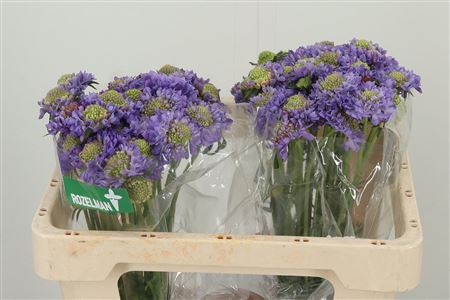 Scabiosa Focal Lavender Scoop