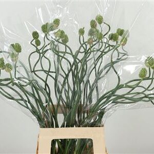 Allium Green Berry