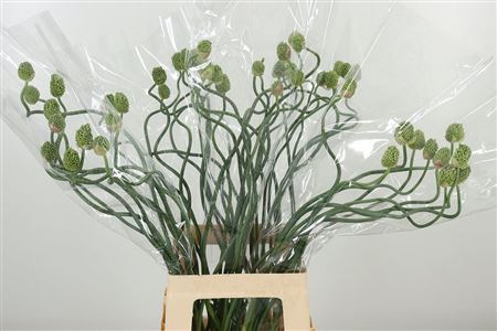 Allium Green Berry