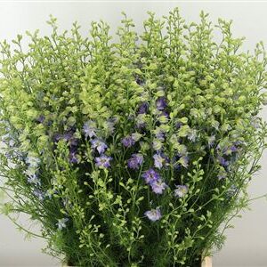 359528749_434168607_H_1-15 Delphinium Violet Lilac 90 cm