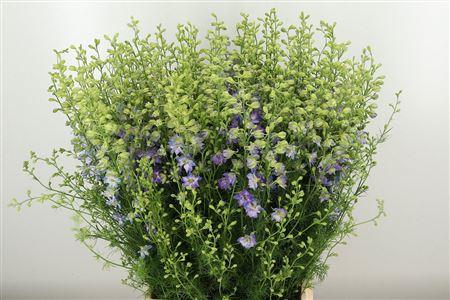 359528749_434168607_H_1-15 Delphinium Violet Lilac 90 cm