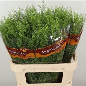 Thlaspi Green Bell