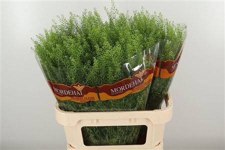 Thlaspi Green Bell