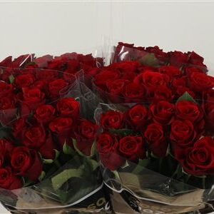 359537160_434183849_H_1-5 Červená ruža Red Ribbon s dĺžkou 40 cm