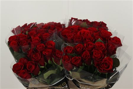 359537160_434183849_H_1-5 Červená ruža Red Ribbon s dĺžkou 40 cm