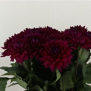 359537837_434185679_H_1-4 Pivonka (Dahlia) Champagne s krémovo-bielymi okvetnými lístkami