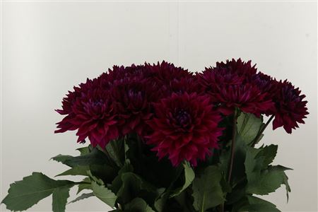Pivonka (Dahlia) Champagne s krémovo-bielymi okvetnými lístkami
