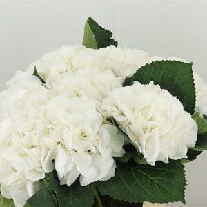 Hortenzia metlinatá Schneeball White