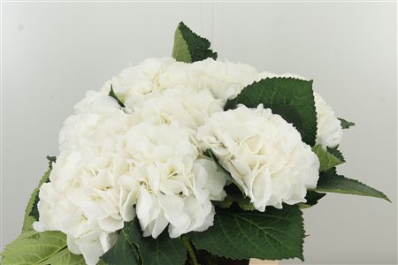 359586403_434240615_H_1-15 Hortenzia metlinatá Schneeball White
