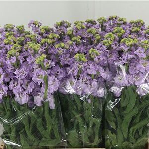 359642695_434312709_H_1-3 Matthiola Impala Marine 65 cm