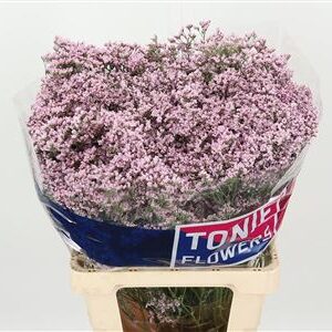 359676325_434349646_H_1-18 Zväzok jemných ružových kvetov Limonium Tall Emille Pink