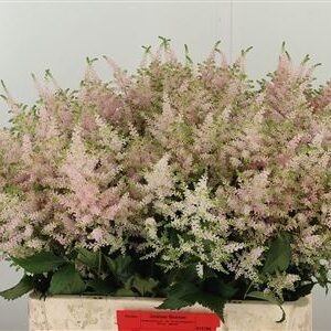359677043_434351068_H_1-6 Astilbe Europa Pale Pink rezaný kvet