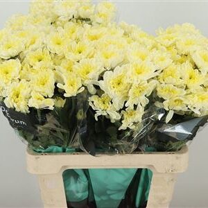 359678505_434352711_H_1-7 Chryzantéma Radost Cream 70 cm