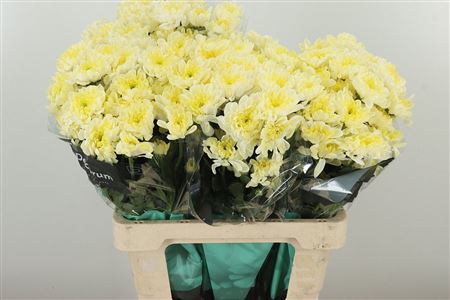 Chryzantéma Radost Cream 70 cm