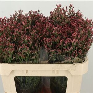 359679055_434353818_H_1-7 Limonium Sin Maxima Diamond s bielymi kvietkami