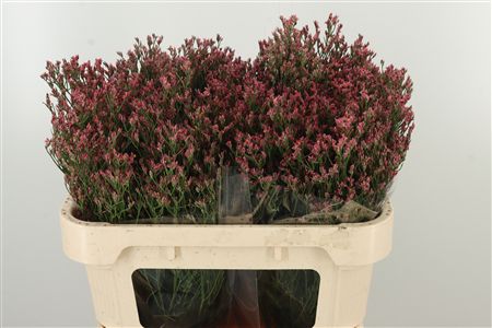 359679055_434353818_H_1-7 Limonium Sin Maxima Diamond s bielymi kvietkami