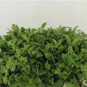 359679261_434354240_H_1-8 Pittosporum Green 50 cm
