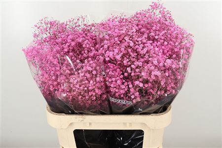 359679614_434355040_H_1-17 Gypsophila Dyed Pink Lady ružová 80 cm