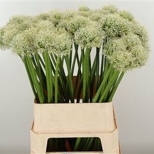 359679917_434355908_H_1-6 Allium Sphaerocephalon 70 cm