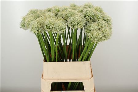 359679917_434355908_H_1-6 Allium Sphaerocephalon 70 cm