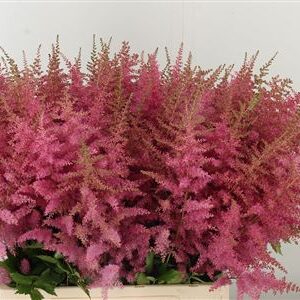 359684895_434361026_H_1-3 Astilbe Europa Pale Pink rezaný kvet