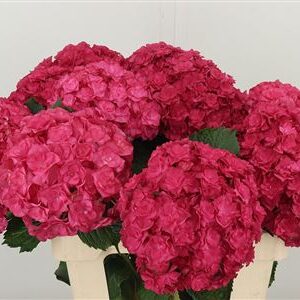 359686530_434363100_H_1-13 Hortenzia M Roy Anastasia Purple