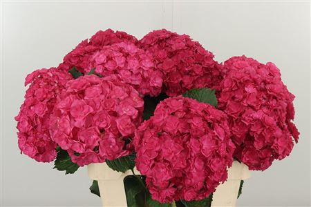 359686530_434363100_H_1-13 Hortenzia M Roy Anastasia Purple