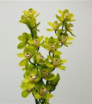359686562_434363321_H_1-14 Zmes farebných kvetov Cymbidium na stonke