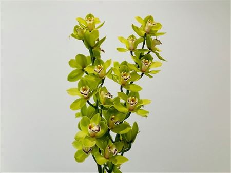 359686562_434363321_H_1-14 Zmes farebných kvetov Cymbidium na stonke