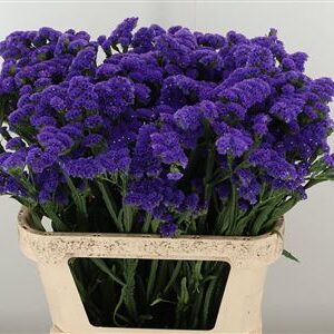 359686649_434363517_H_1-20 Modré Limonium Giant Blue Birds