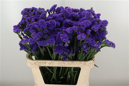 359686649_434363517_H_1-21 Modré Limonium Giant Blue Birds