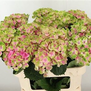 359686667_434363645_H_1-4 Hortenzia Amathyst Blue Green 55 cm