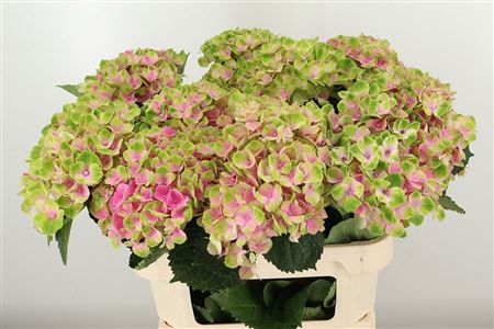 359686667_434363645_H_1-4 Hortenzia Amathyst Blue Green 55 cm