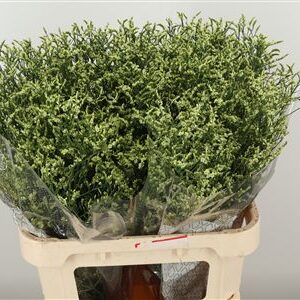 359686803_434363829_H_1-12 Limonium Sin China Lemon 60 cm
